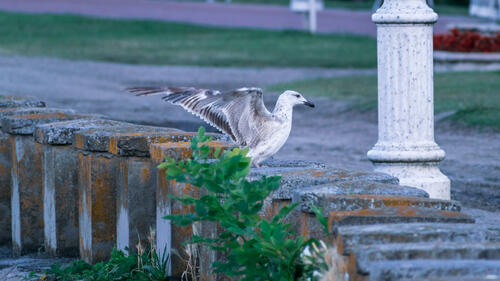 Seagull landing